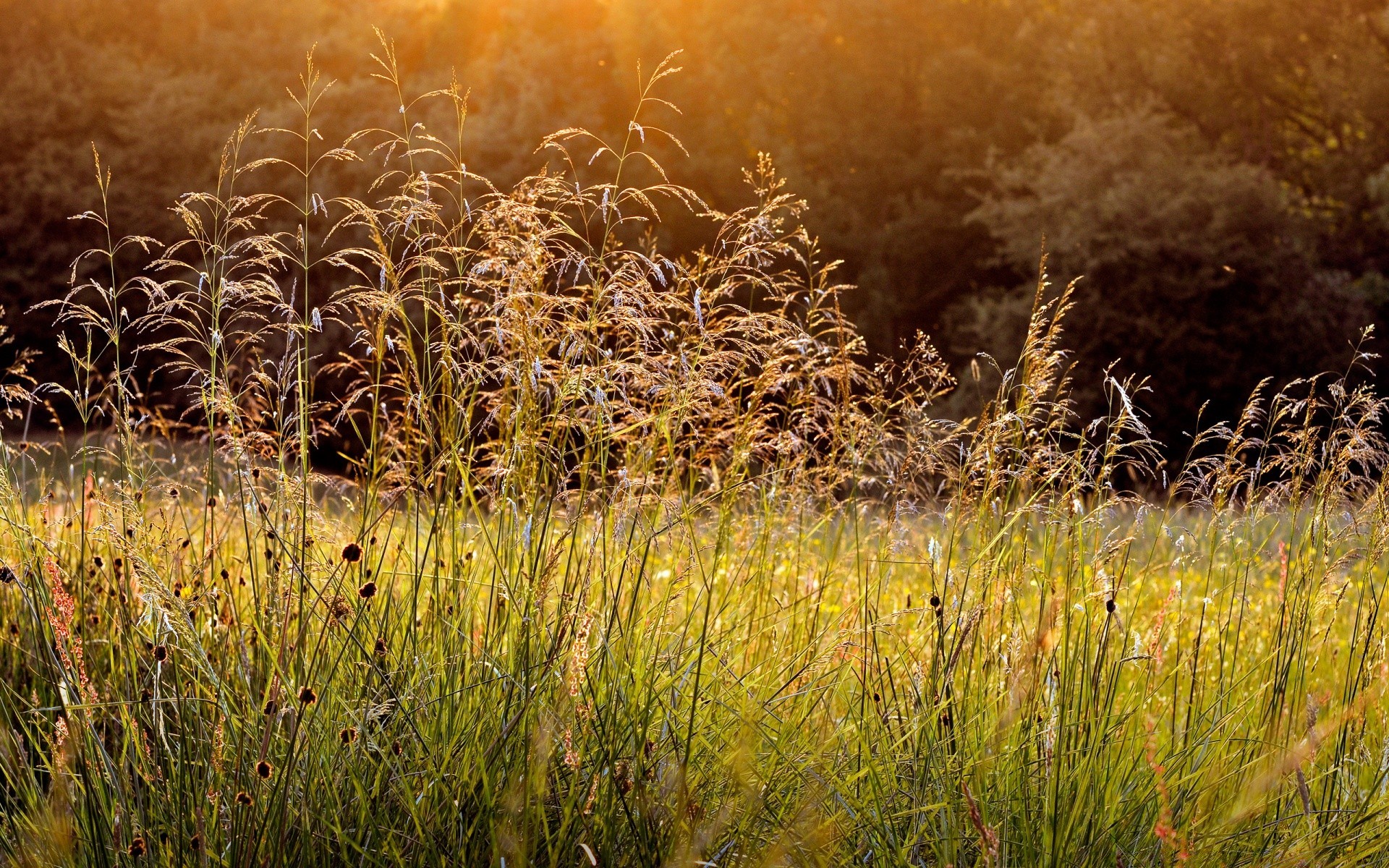 sommer feld gras landschaft natur flocken des ländlichen dämmerung heuhaufen im freien bauernhof saison landwirtschaft gold sonne wachstum landschaft flora gutes wetter land