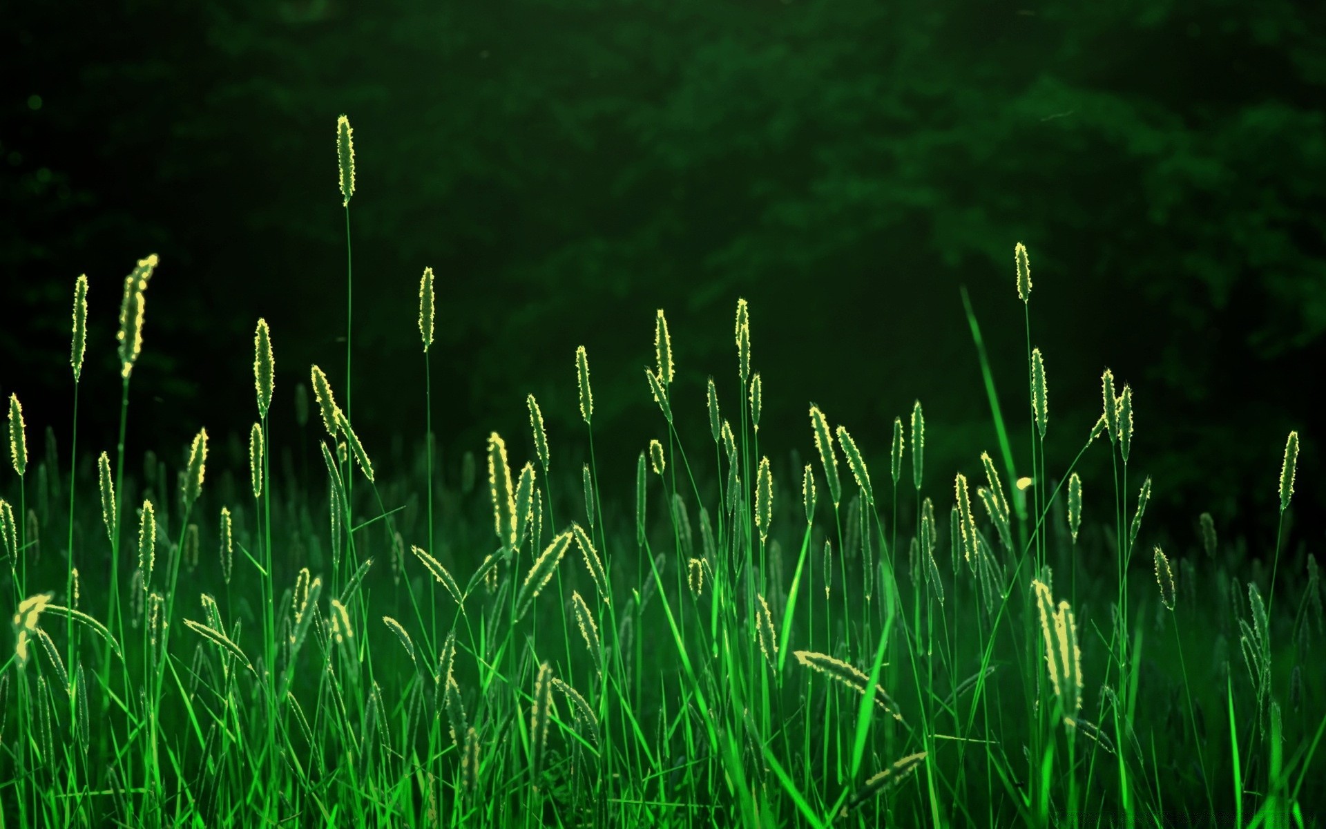 été herbe croissance flore pelouse foin luxuriante environnement jardin champ feuille à l extérieur nature lame aube