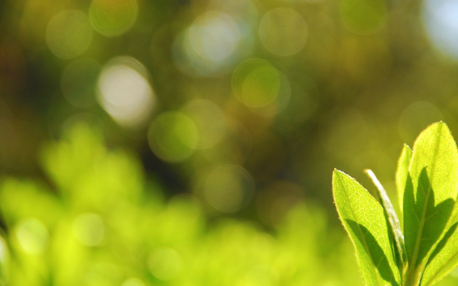 summer blur focus bright leaf abstract color flora desktop lush texture garden nature defocus