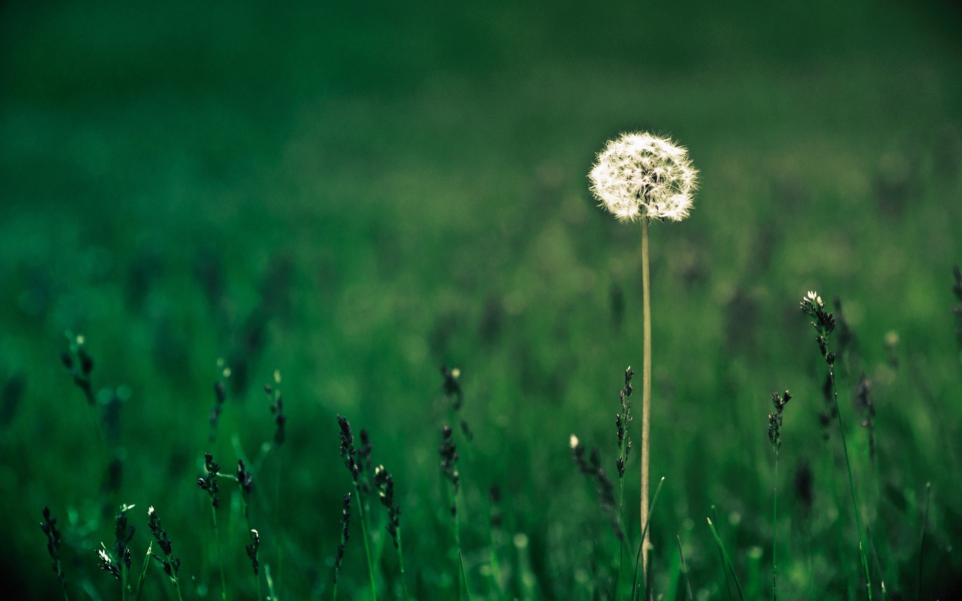 lato trawa siano pole natura flora wzrost liść kwiat trawnik ogród