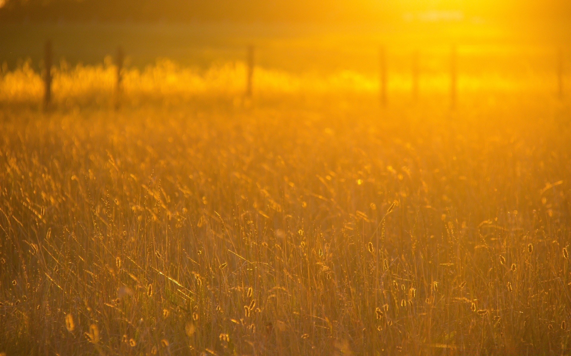 estate tramonto paesaggio sole alba oro campo luce fattoria bel tempo fiocchi sfocatura illuminato cielo fieno pascolo