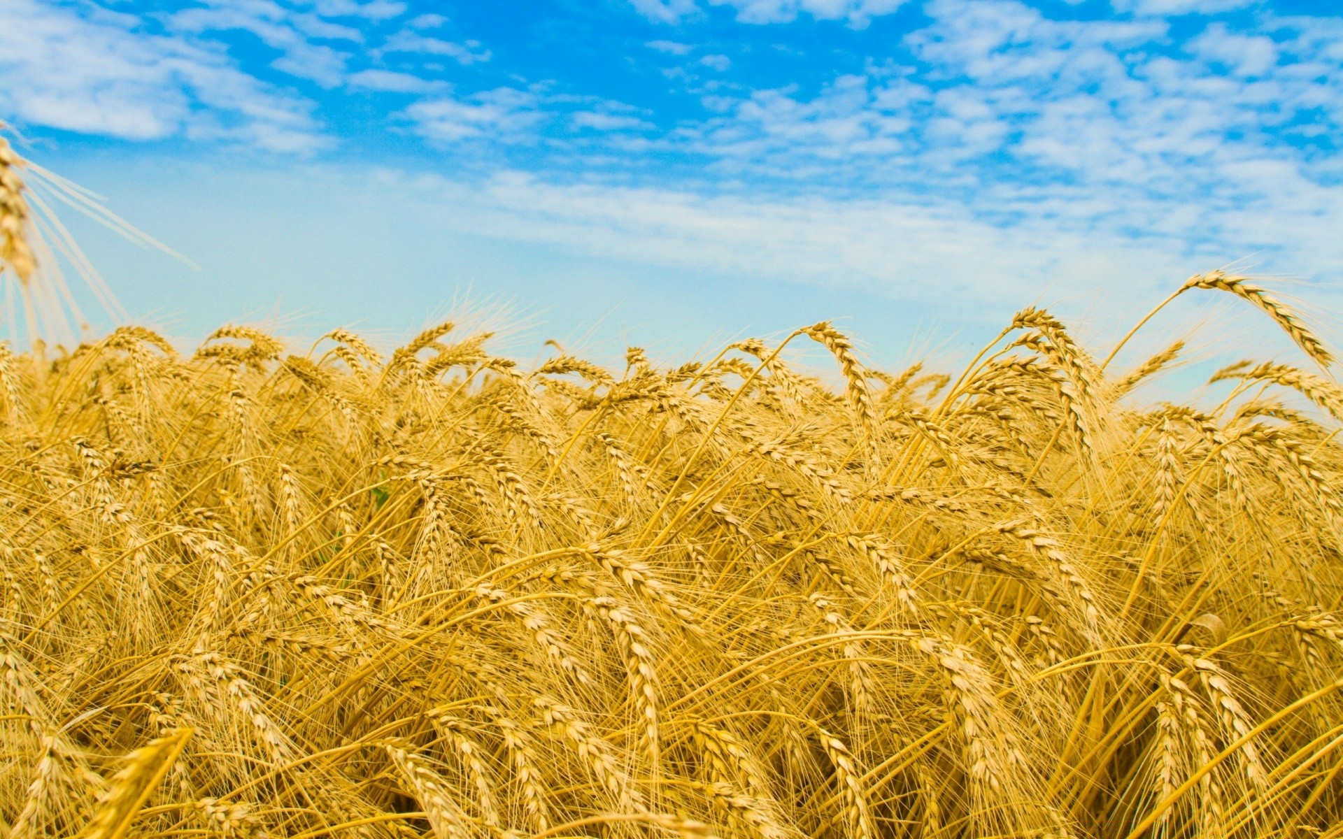 summer cereal wheat rural bread straw gold rye pasture corn crop field countryside seed farm agriculture barley farmland growth sun