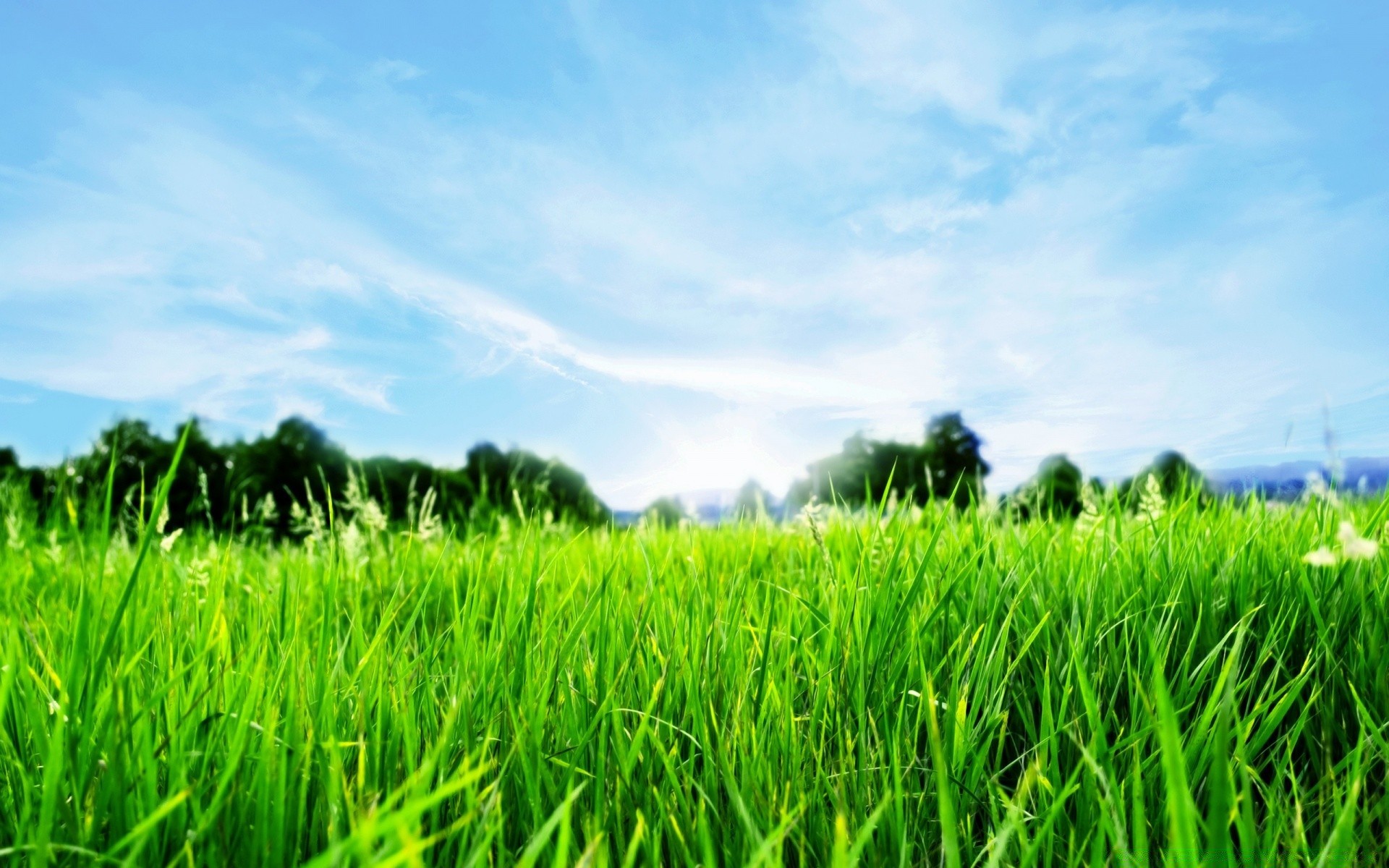 summer field grass pasture rural growth farm agriculture countryside cereal hayfield soil rice farmland outdoors lush environment lawn nature landscape