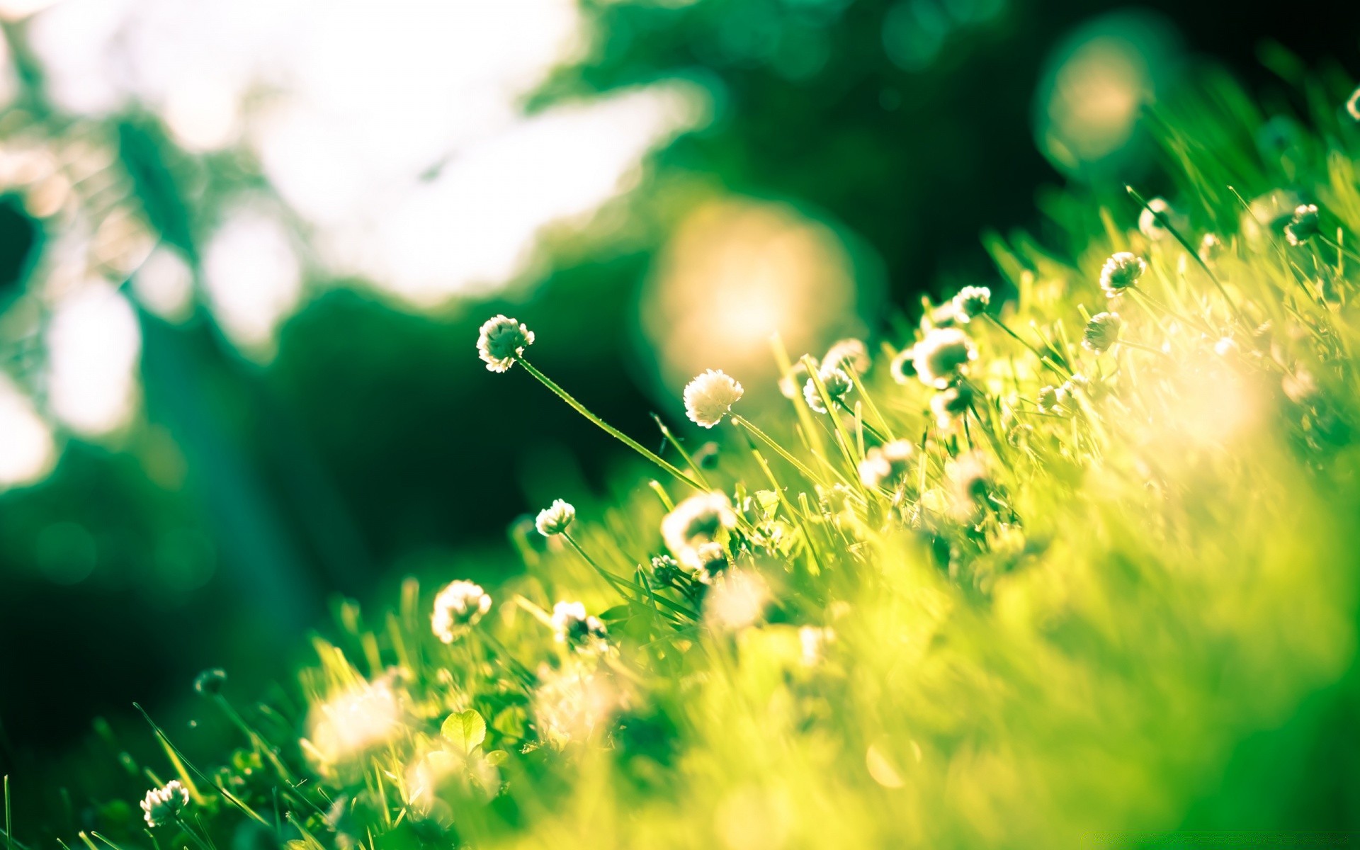 été herbe flou bureau foin lumineux nature feuille flore couleur jardin pelouse mise au point champ soleil brille luxuriante saison