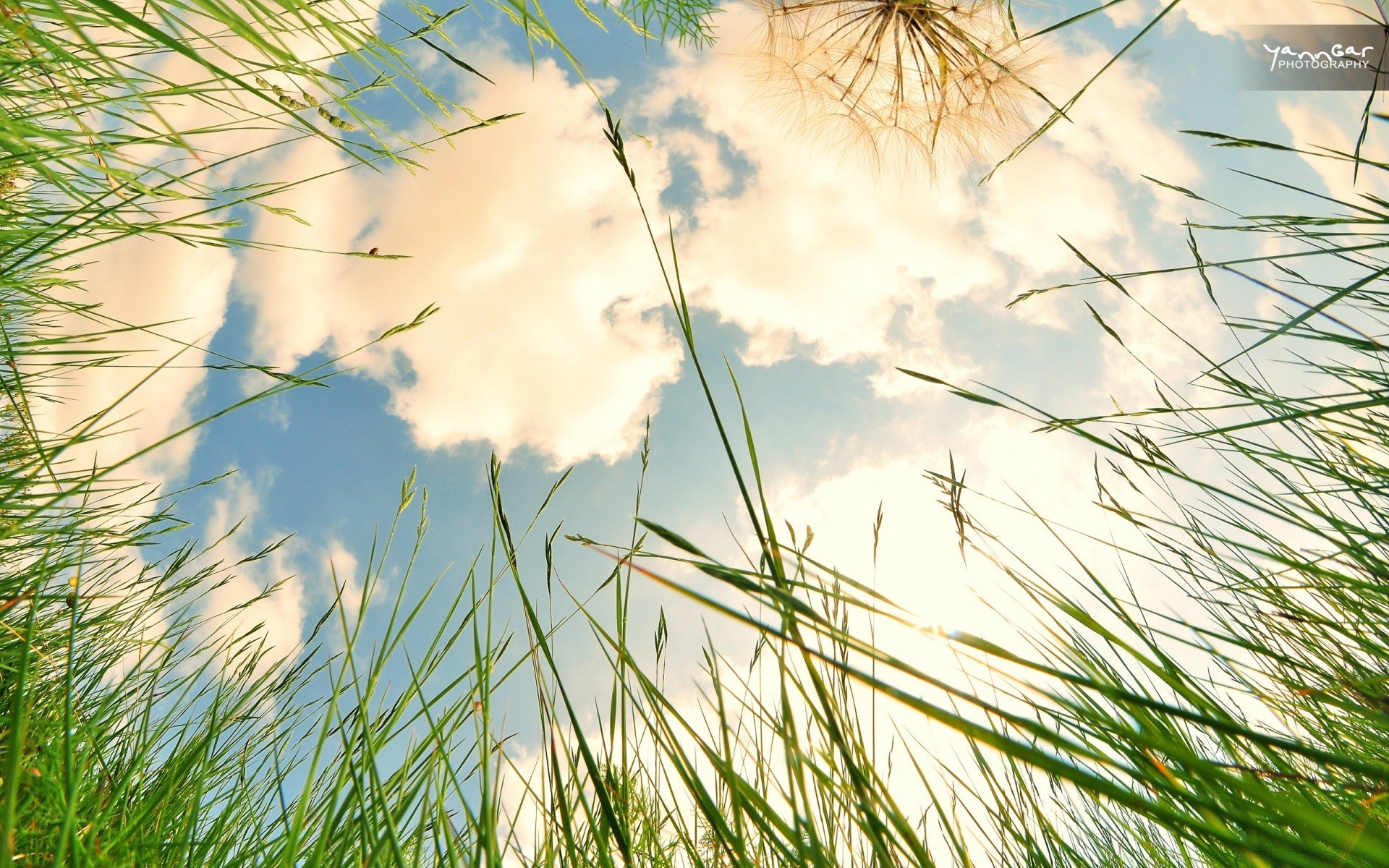 summer grass nature sun field fair weather flora dawn lawn garden outdoors hayfield growth environment leaf