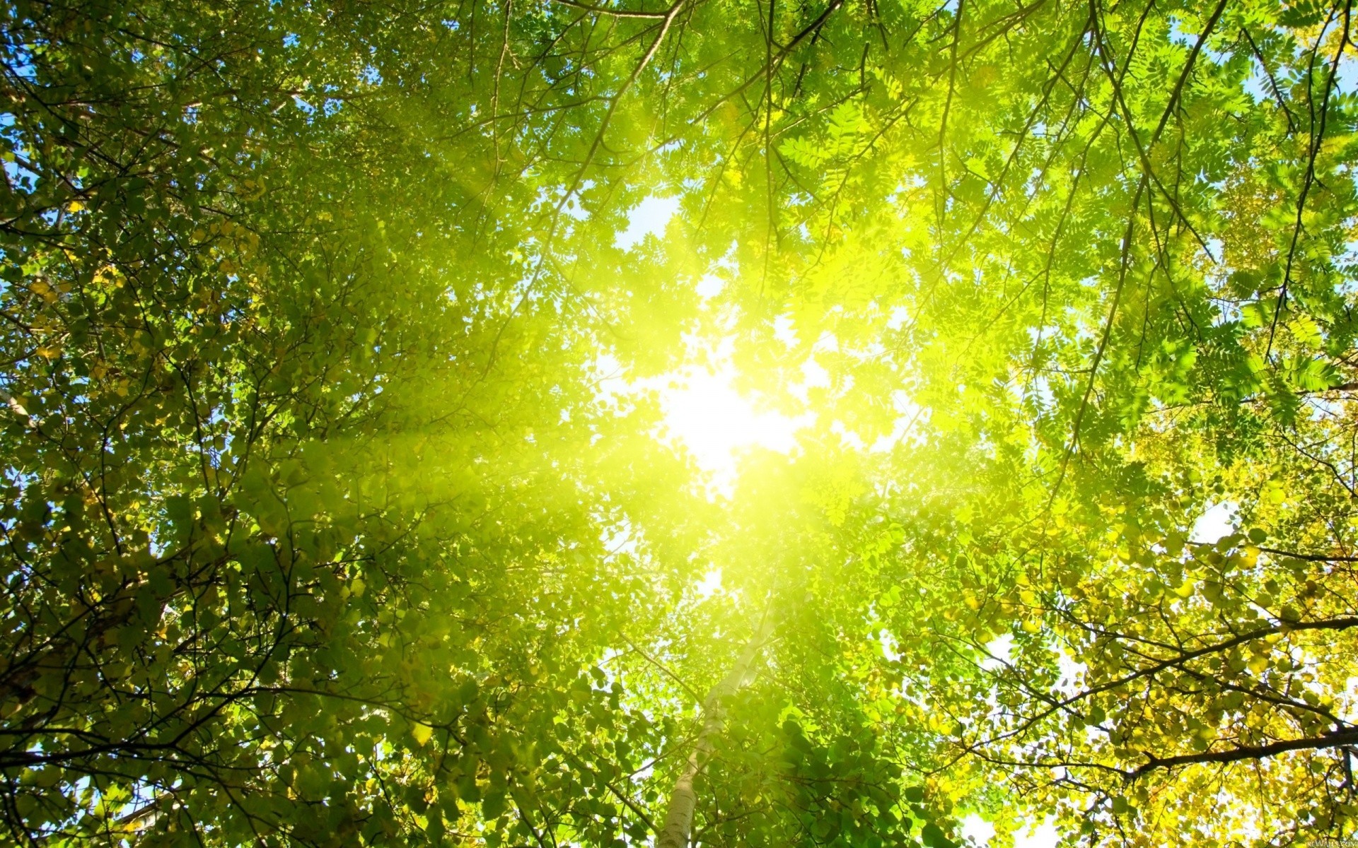 verão folha natureza brilhante madeira madeira exuberante bom tempo sol ramo cor temporada paisagem desktop ambiente parque