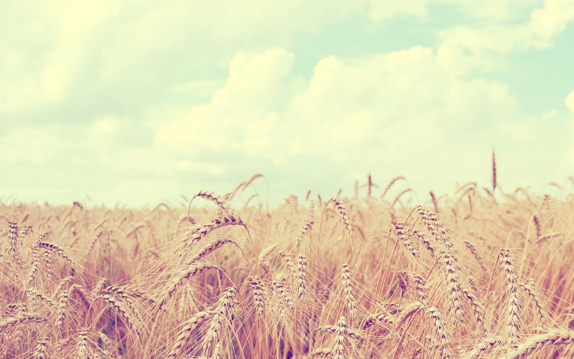 estate campo cereali rurale paglia grano raccolto natura fattoria pascolo mais campagna oro flora crescita paese paesaggio agricoltura stagione segale