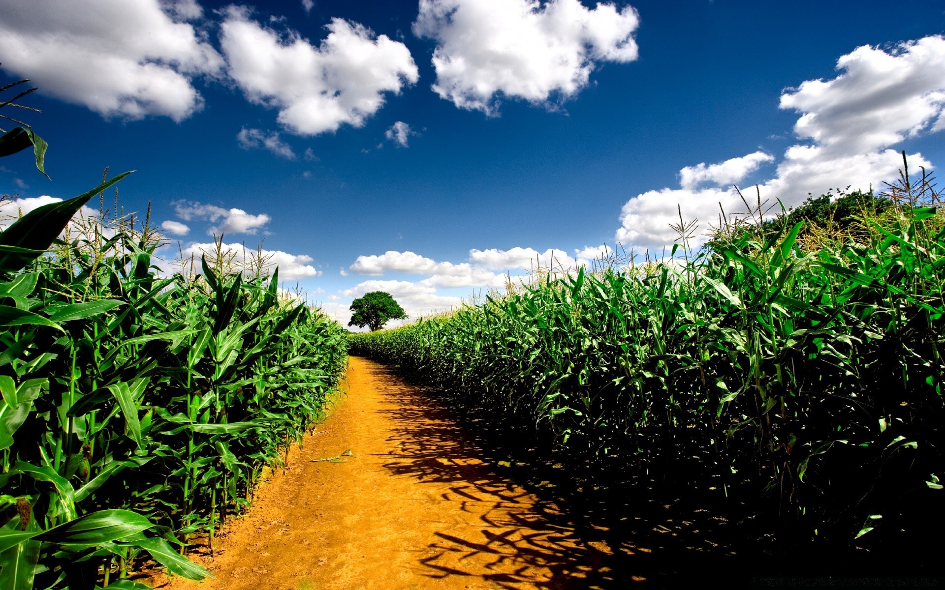 summer nature landscape flora sky field growth agriculture leaf farm rural cloud crop outdoors country soil sight environment tree