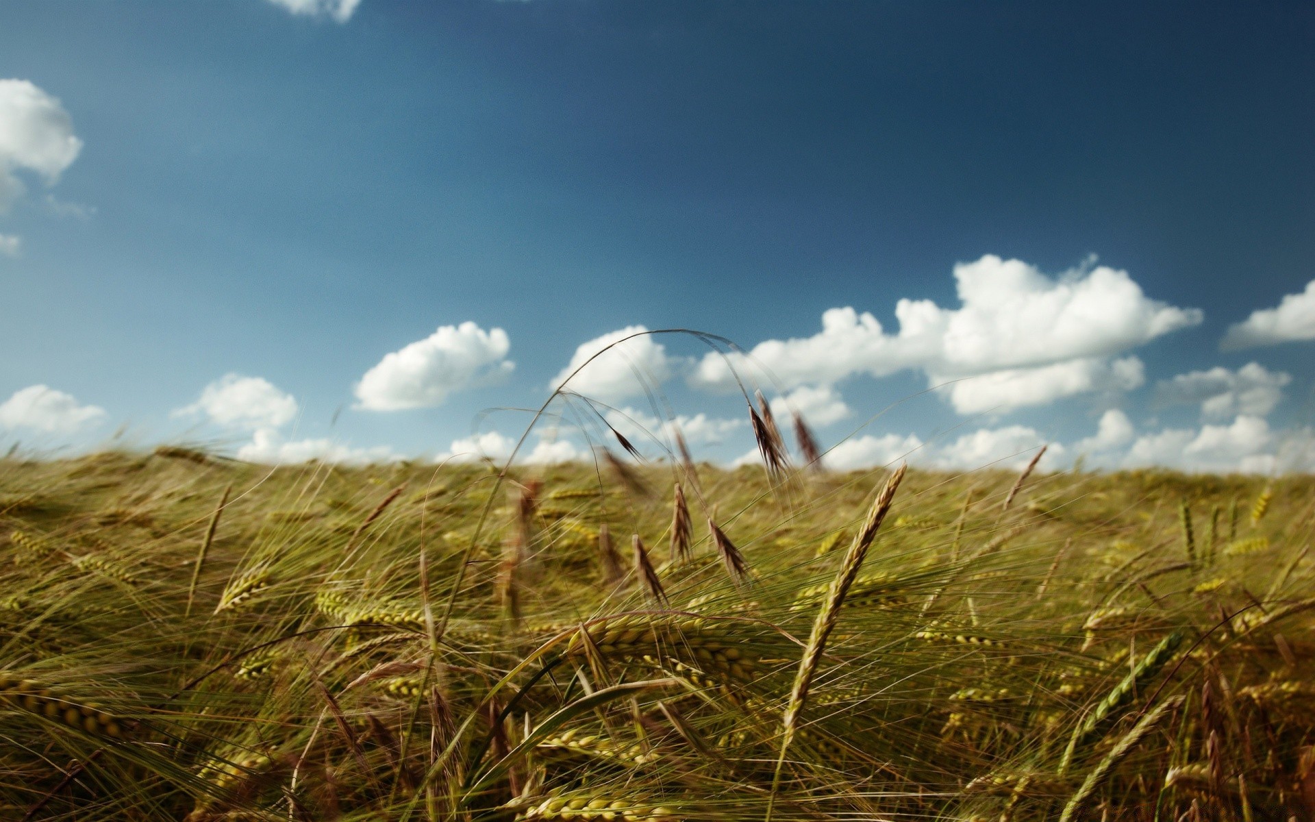 estate campo grano fiocchi cielo paesaggio mais erba raccolto pascolo fattoria rurale paglia natura sole campagna paese agricoltura nuvola crescita