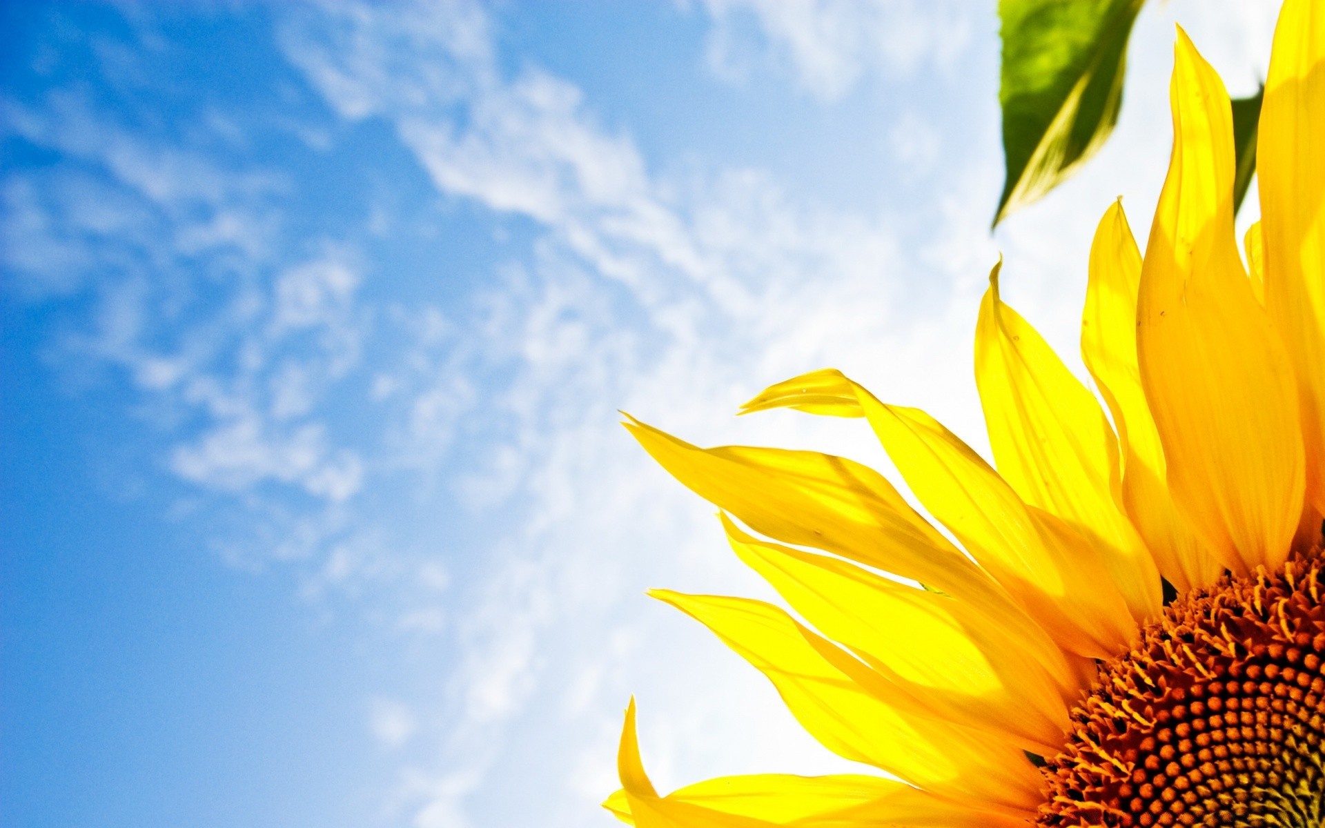 sommer natur gutes wetter hell sonne blatt wachstum im freien flora