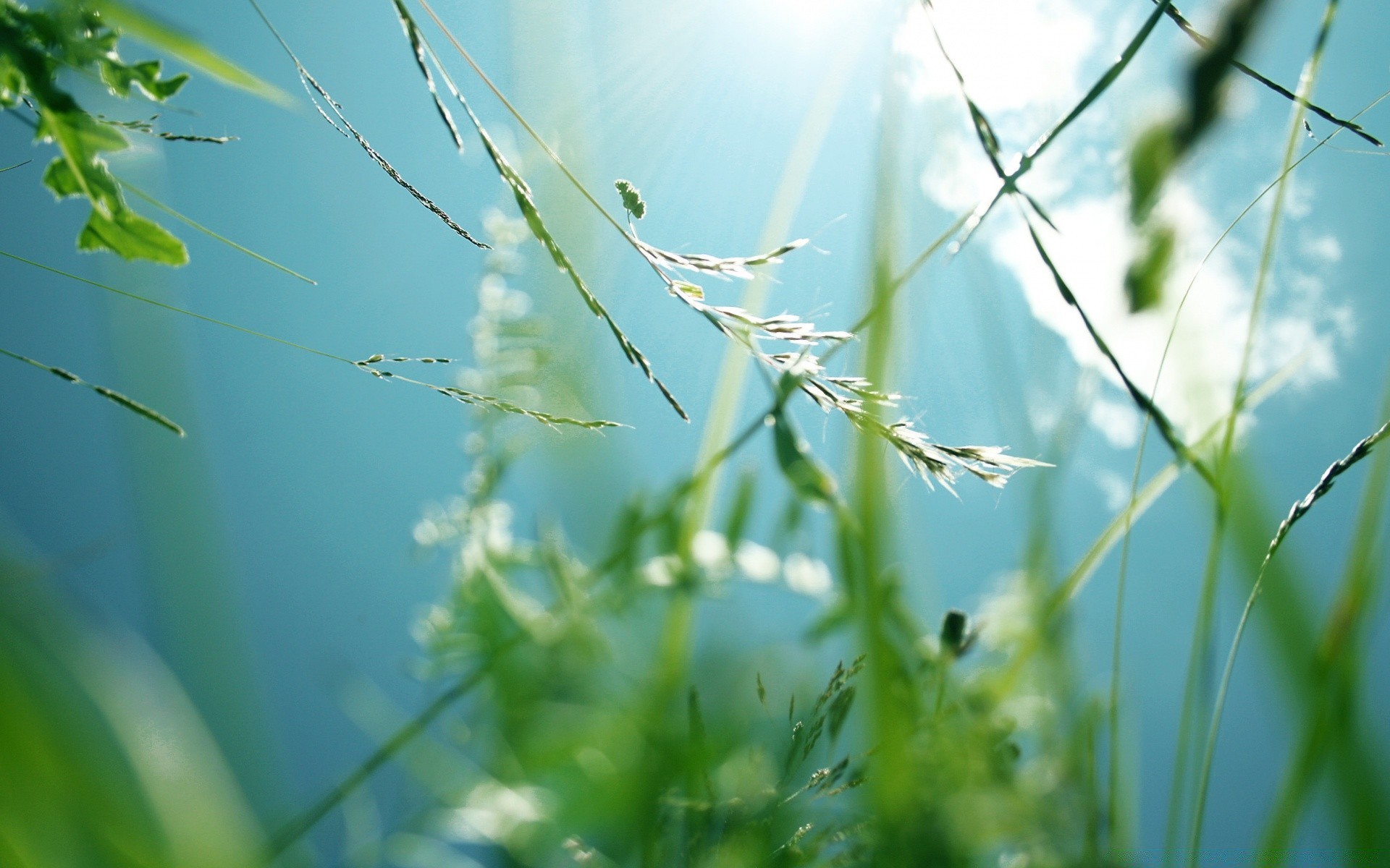 verão natureza folha flora grama crescimento amanhecer jardim orvalho bom tempo ao ar livre sol ambiente chuva exuberante queda ecologia