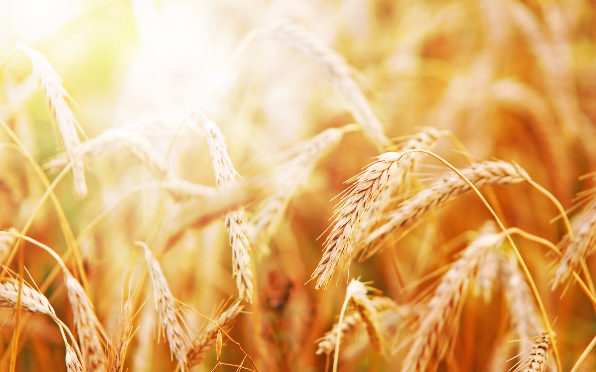 verão trigo cereais palha pasto pão rural centeio milho semente colheita ouro crescimento natureza cevada farinha fazenda campo pico seco