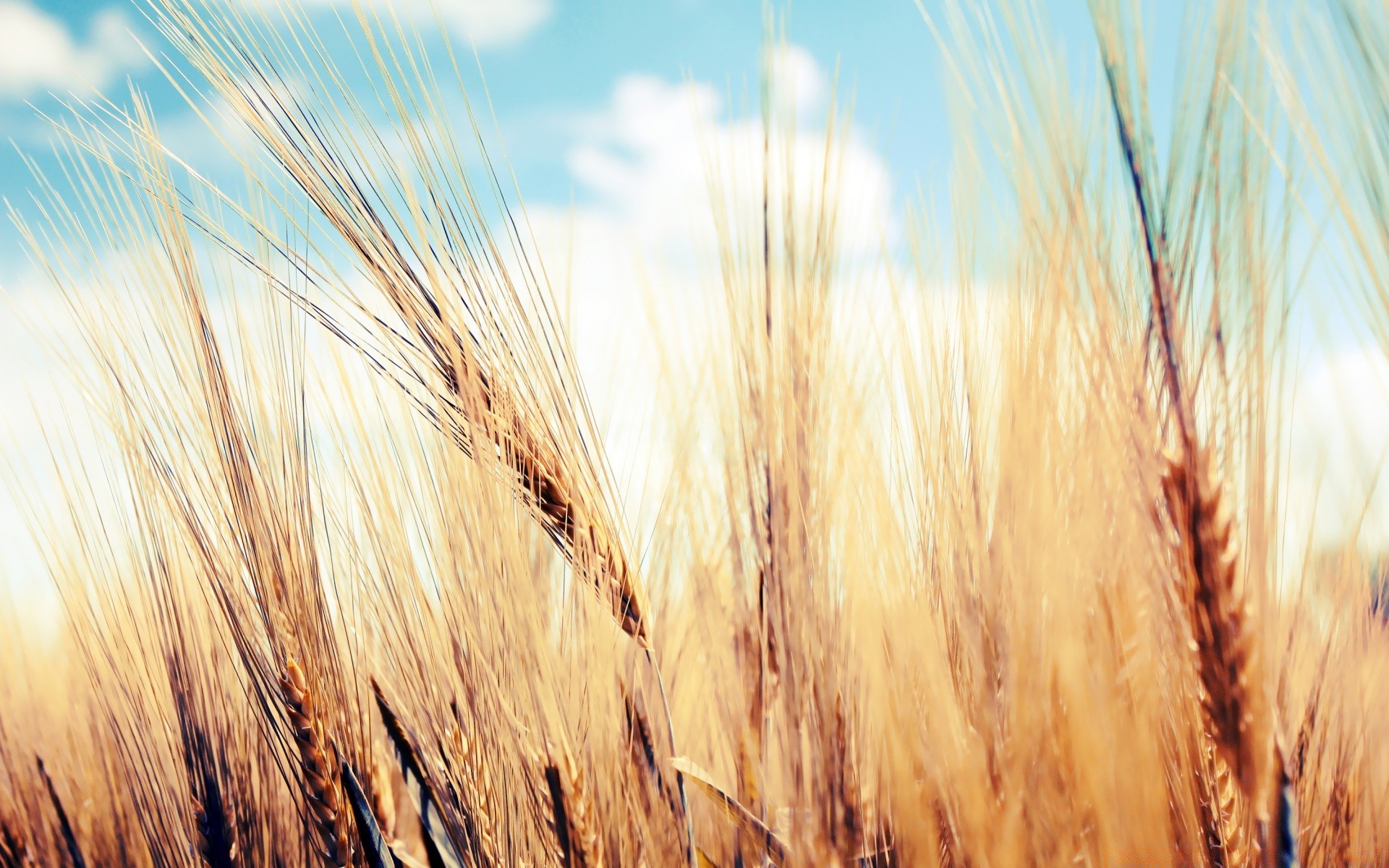 summer wheat cereal bread rye straw corn pasture rural crop barley gold flour farm seed agriculture spike field