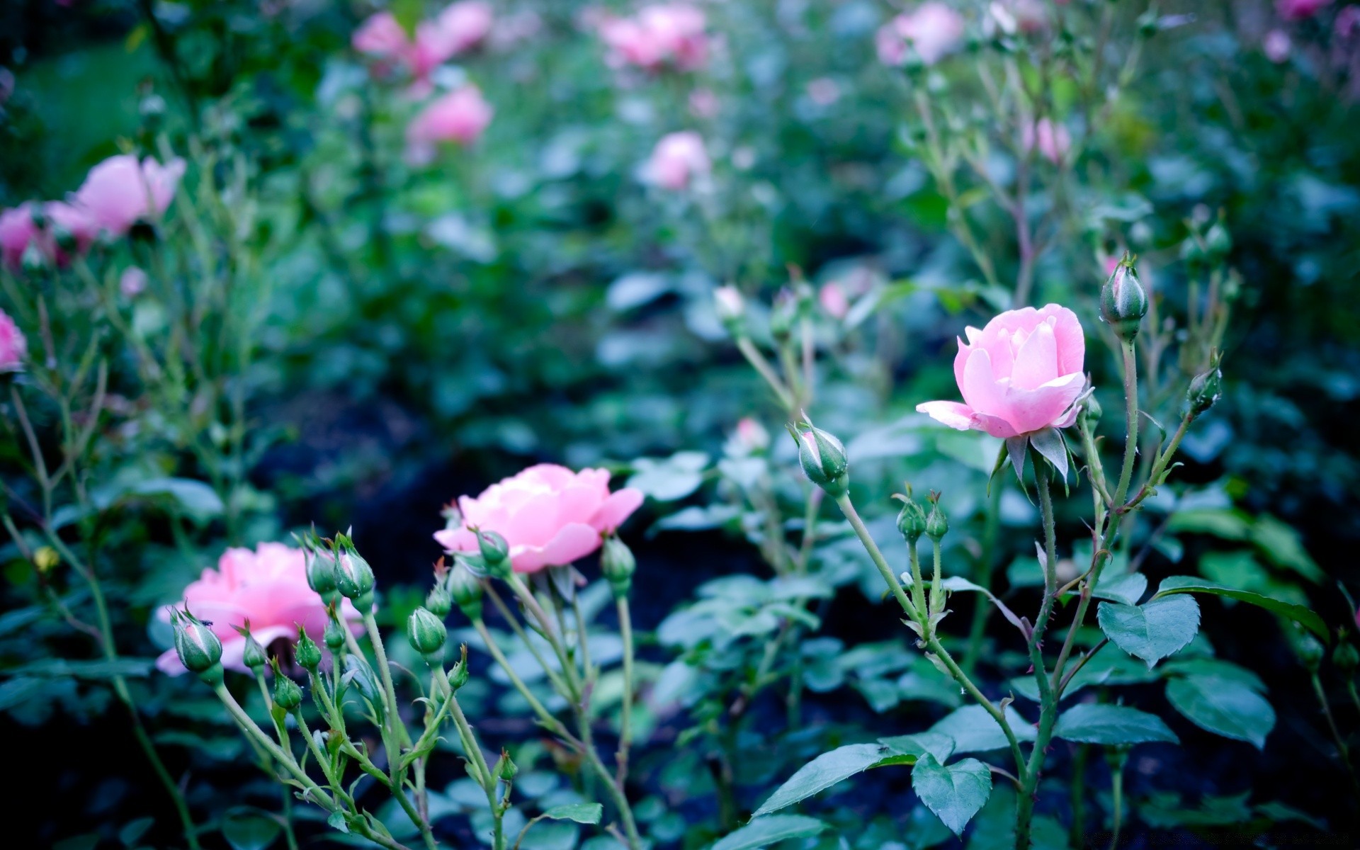 summer flower nature flora leaf garden outdoors rose blooming color petal floral bright growth field