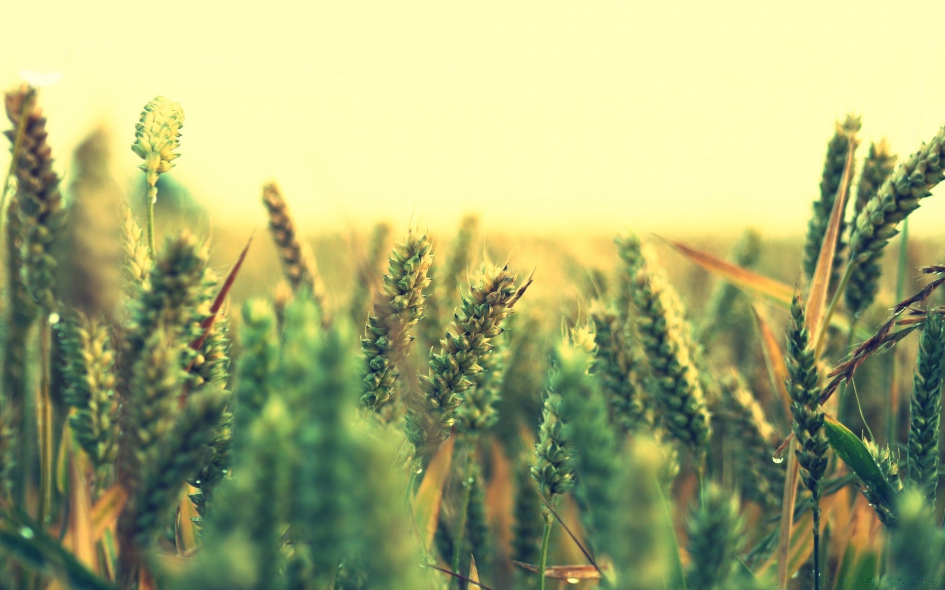 sommer natur wachstum feld des ländlichen flocken im freien weide landwirtschaft landschaft sonne gutes wetter weizen mais gras bauernhof flora ernte blatt