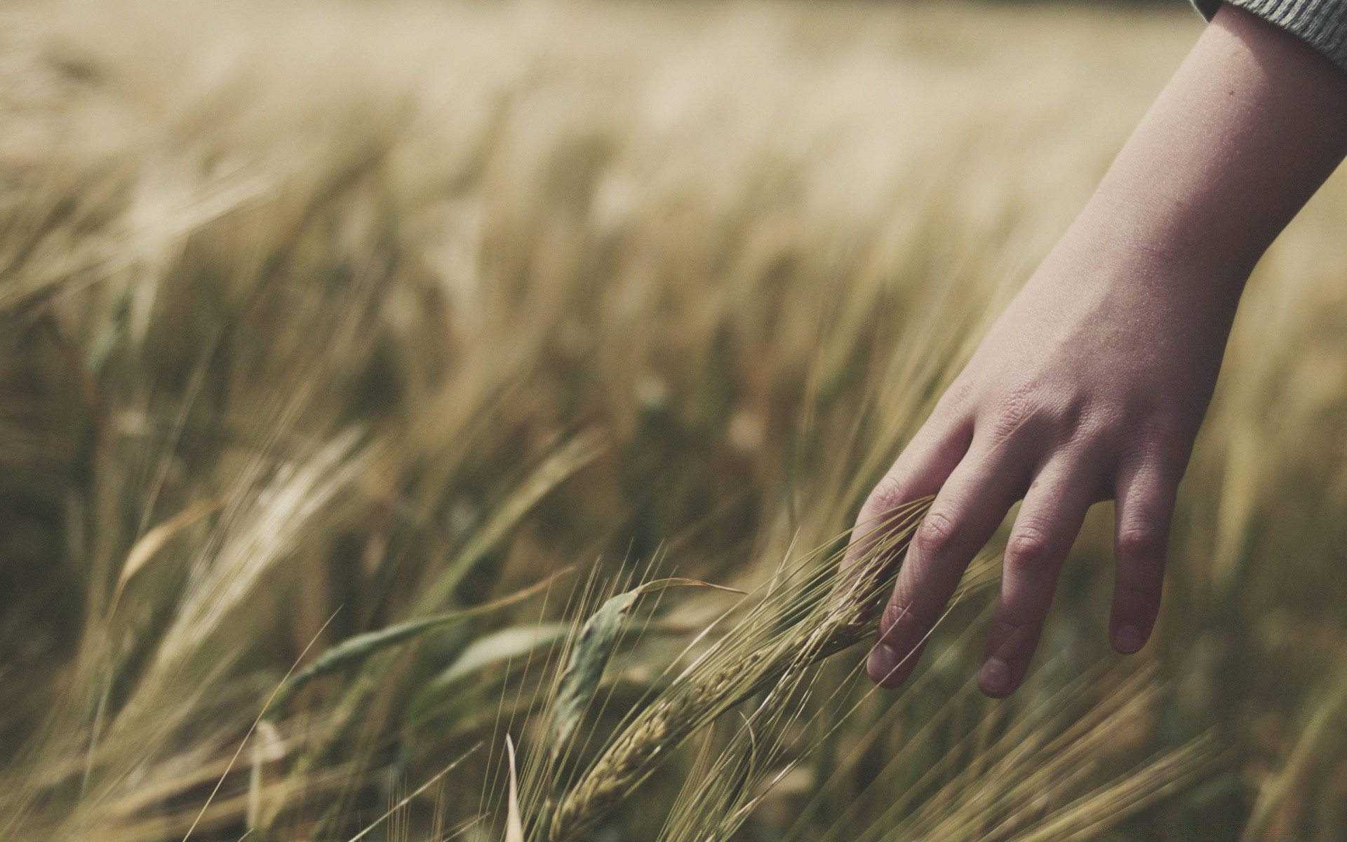 summer wheat cereal field straw gold farm crop nature grass corn sun bread pasture rural landscape country hay food seed