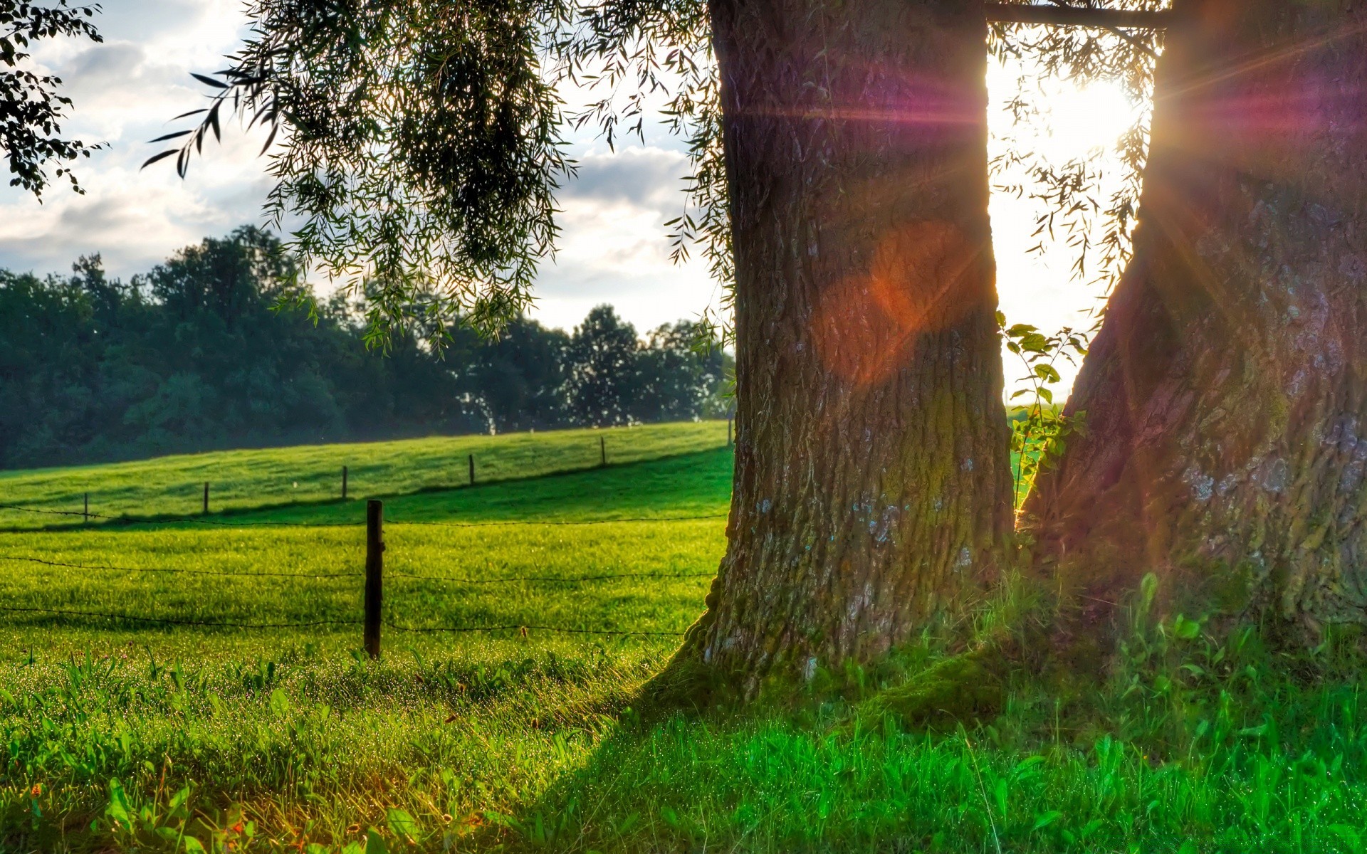 summer tree nature grass landscape wood dawn sun park outdoors fair weather season rural leaf environment fall countryside light country