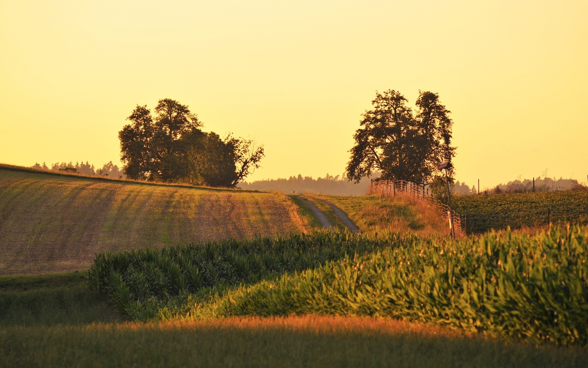 estate paesaggio albero tramonto agricoltura natura alba campo cielo all aperto fattoria campagna autunno terra coltivata rurale sera nebbia luce strada paese