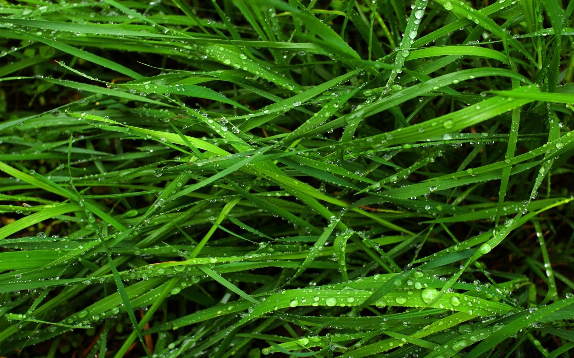 sommer gras flora blatt rasen wachstum frische üppig umwelt natur desktop schließen garten gras fallen