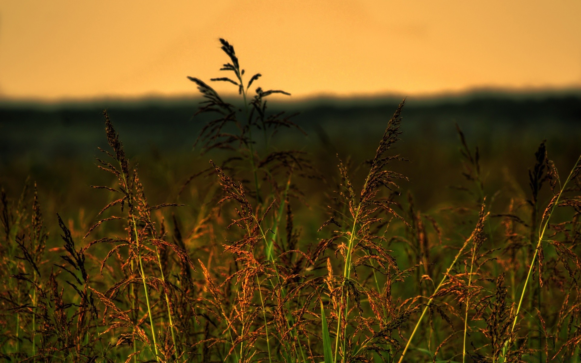 summer sunset dawn sun nature landscape field grass sky evening dof light outdoors fall fair weather flower dusk bird grassland