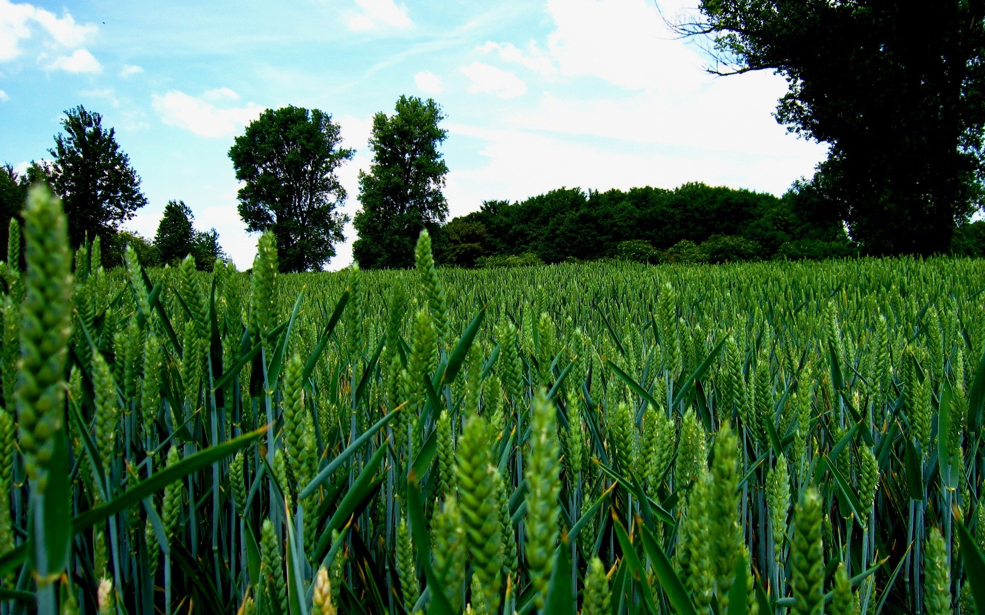 sommer landwirtschaft bauernhof des ländlichen flocken weide feld ernte wachstum landschaft im freien weizen natur landschaft flora mais essen umwelt ackerland