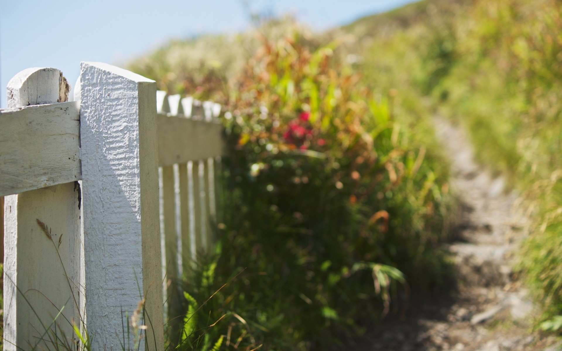 sommer im freien natur holz reisen gras flora landschaft