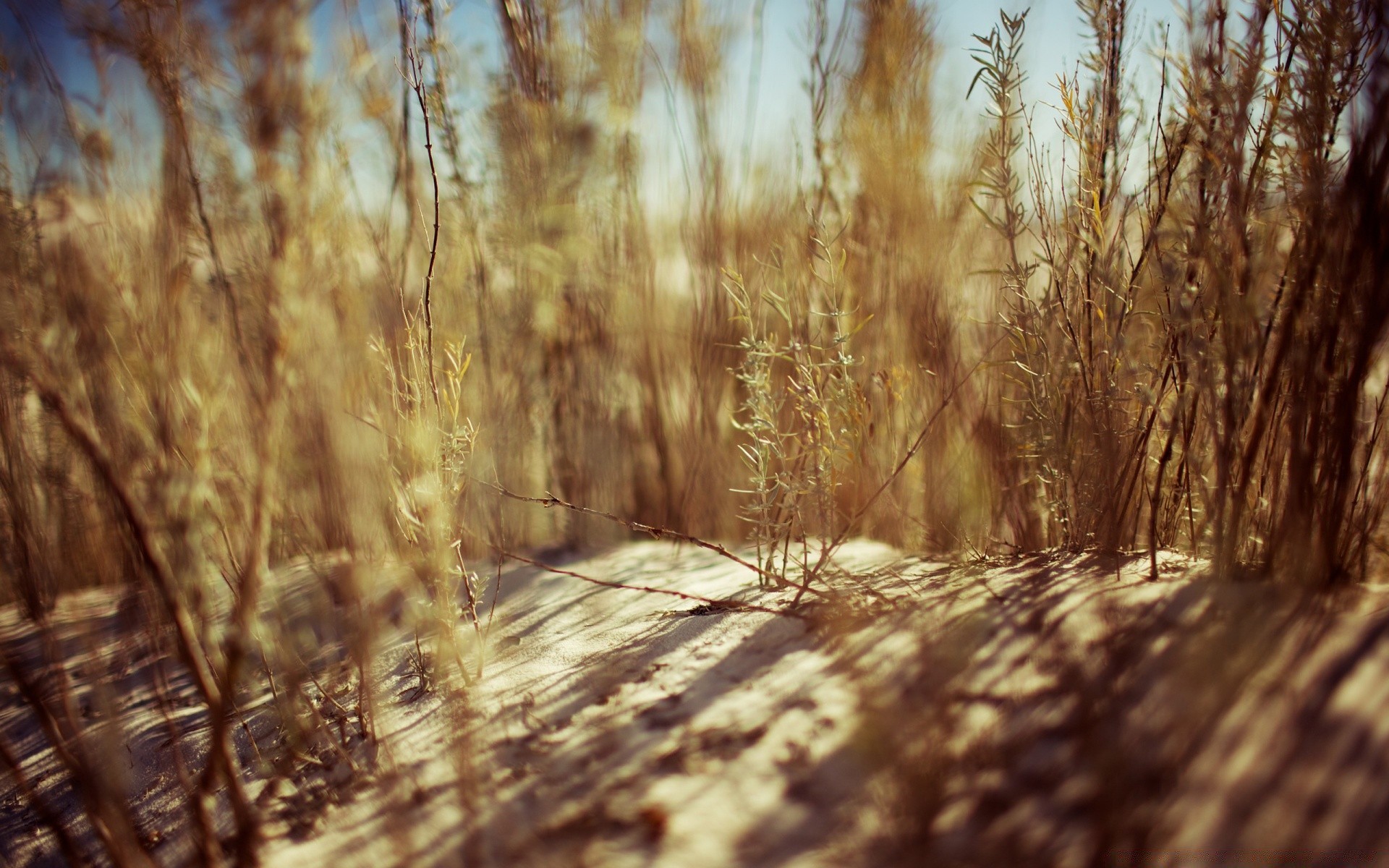 summer wood nature landscape tree winter light fair weather gold dawn snow fall outdoors sun