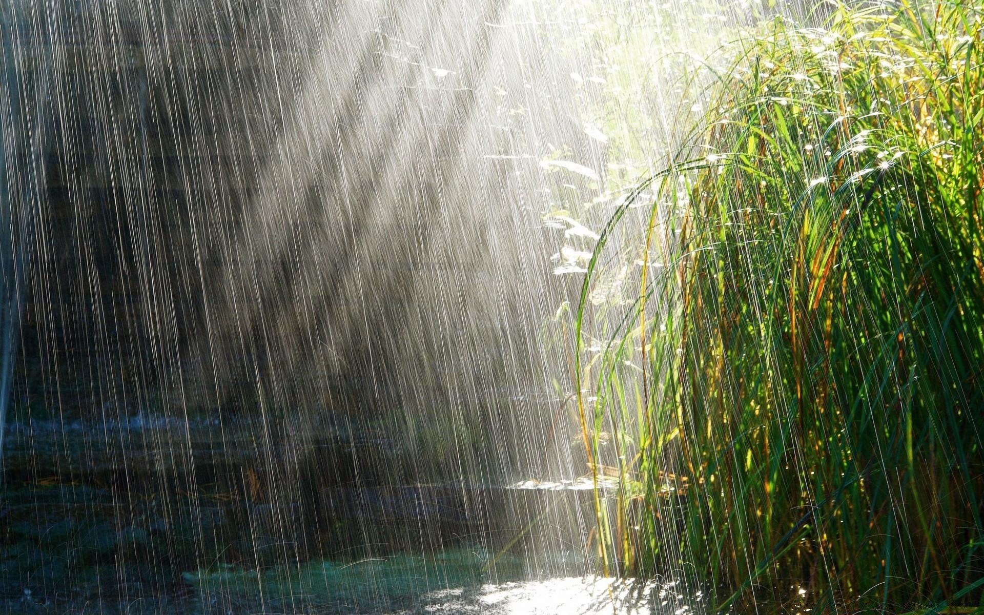 verão natureza água paisagem madeira flora ao ar livre folha ambiente parque área de trabalho árvore chuva rio bom tempo molhado névoa crescimento