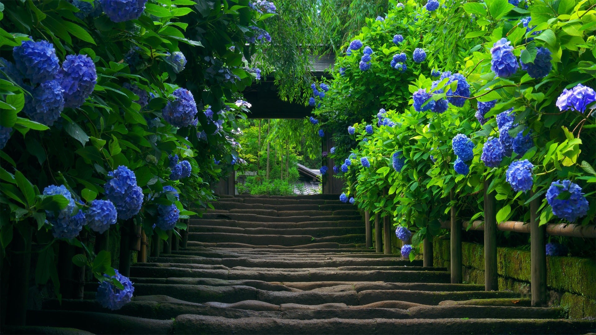 yaz çiçek bahçe flora yaprak doğa renk park açık havada çiçek ağaç çiçeklenme dekorasyon güzel büyüme