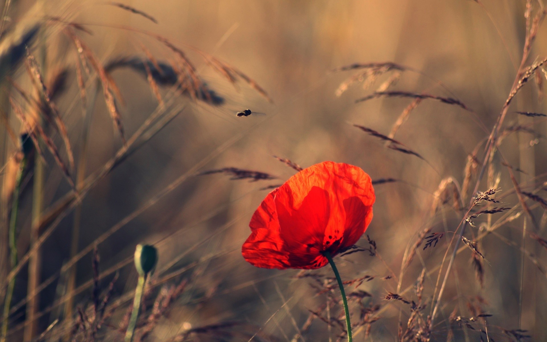 summer flower winter nature dawn outdoors landscape snow light sunset daylight