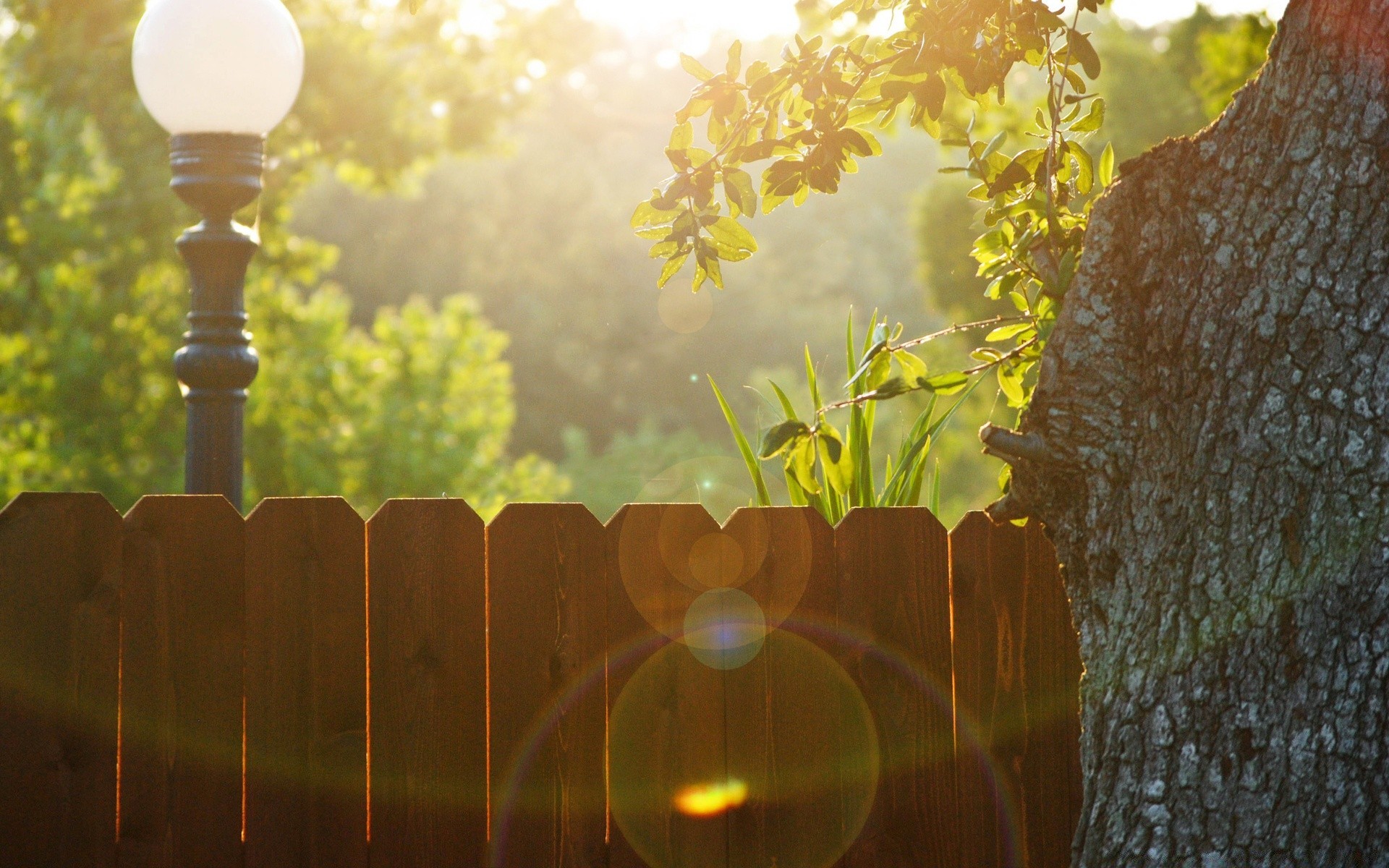 estate natura legno foglia sole albero luce alba desktop fiore giardino tramonto bel tempo autunno