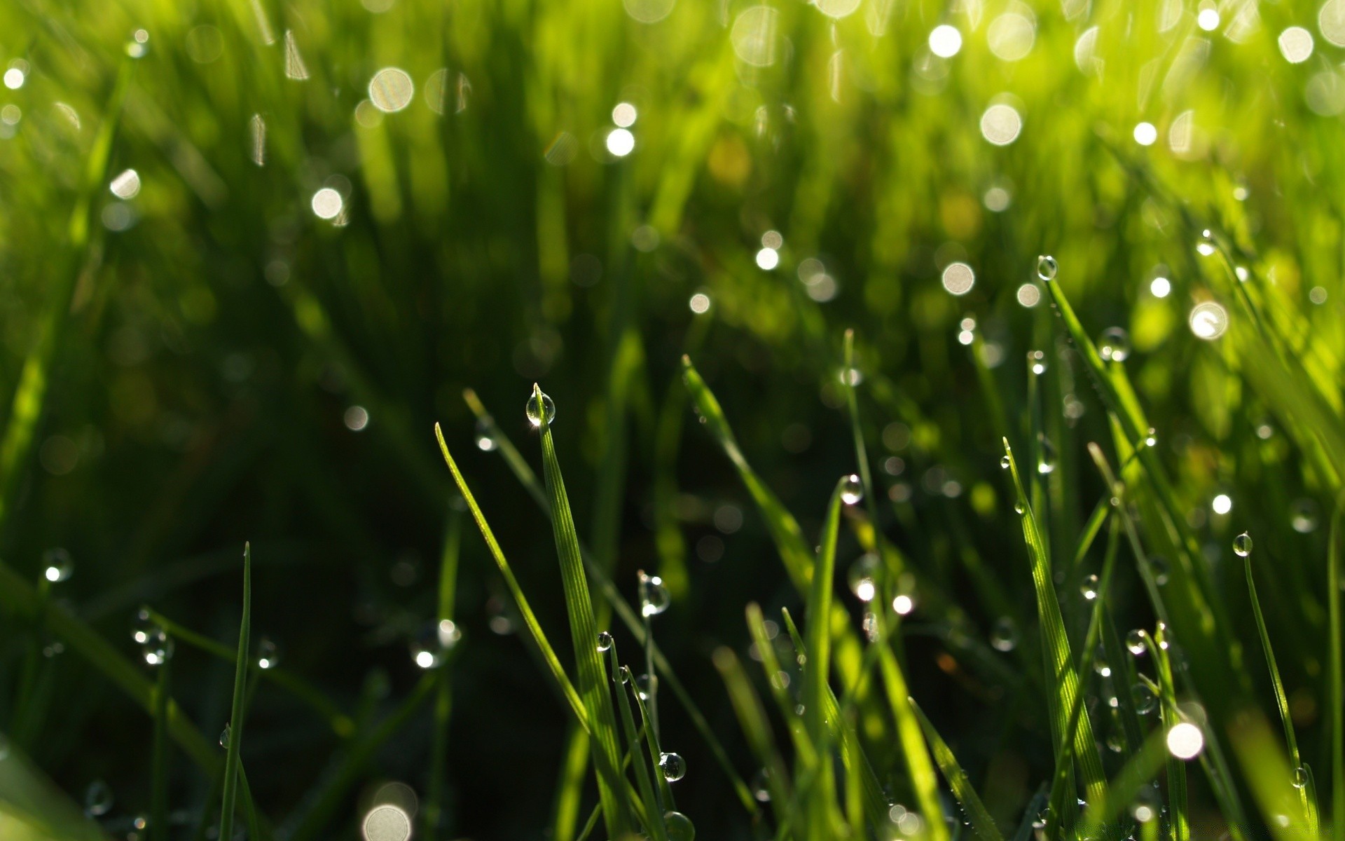 summer dew grass lawn drop rain blade hayfield flora wheatgrass garden droplet dawn field growth lush leaf raindrop nature freshness