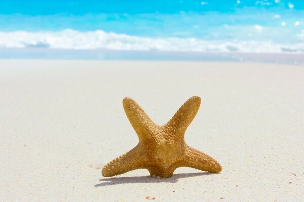 Starfish on the sand by the sea