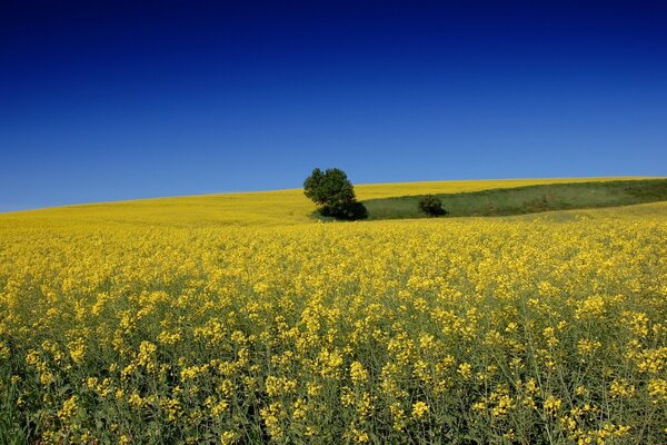 Hermoso campo con flores amarillas