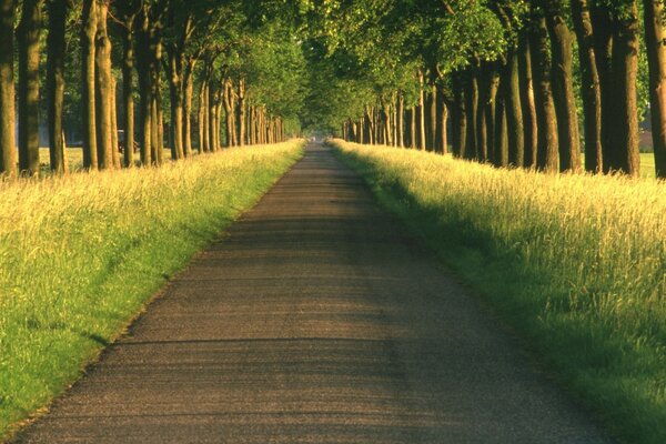 Sommerstraße in der Allee durch Bäume