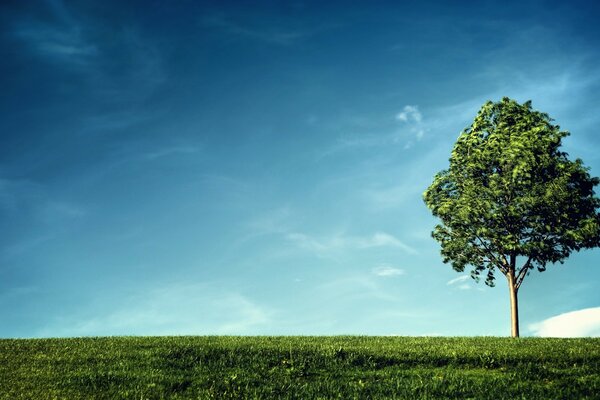 A lonely tree stands on a green field