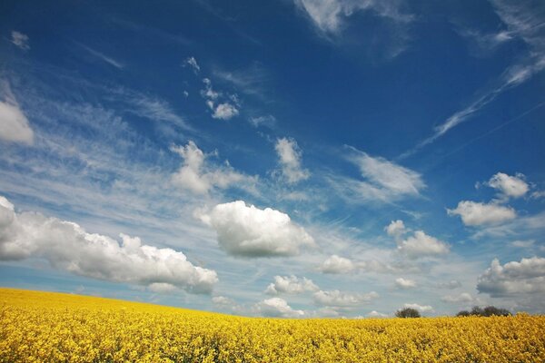 A field with yellow flowers. Blue sky