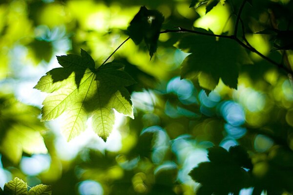 Das Blatt in der Sonne passte einfach wunderbar hinein