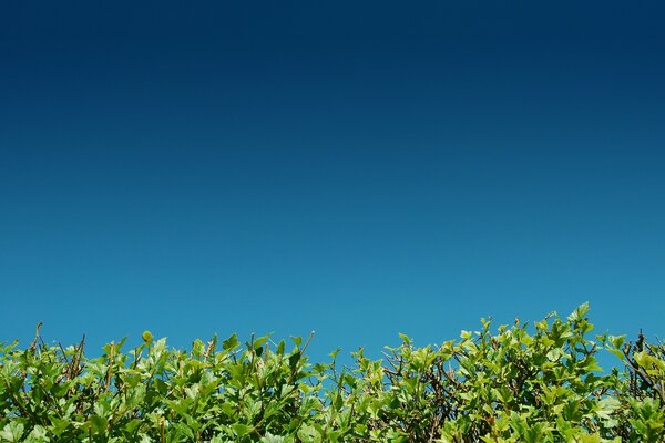 Ciel d été en harmonie avec le feuillage