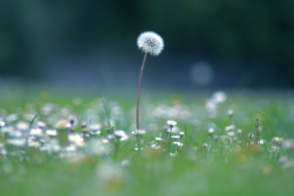 Beautiful summer dandelion in the field