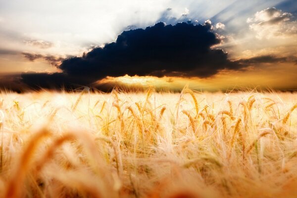 Grano in estate con cielo blu