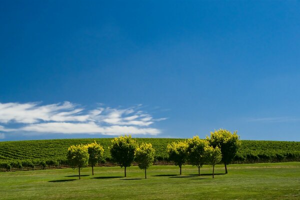 Lonely trees in a summer field