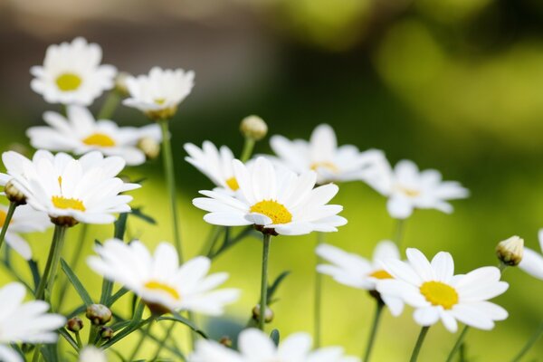 Marguerites blanches sur fond vert