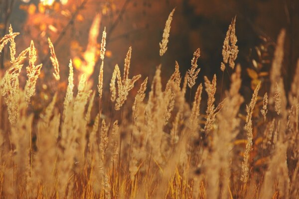 Campo estivo di grano dorato