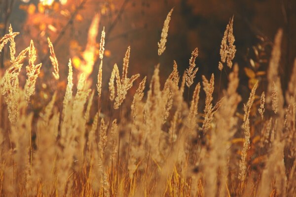 Летнее поле золотистой пшеницы
