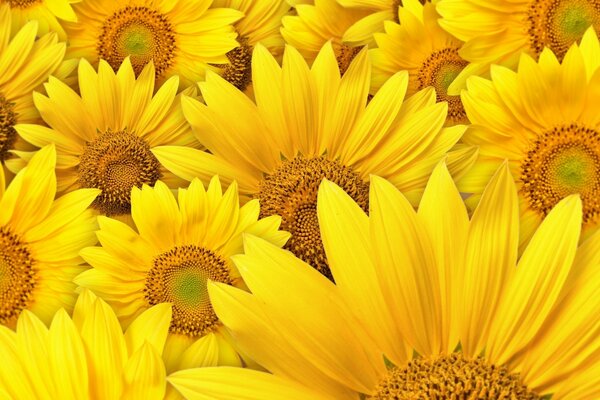 Yellow beautiful sunflower flowers