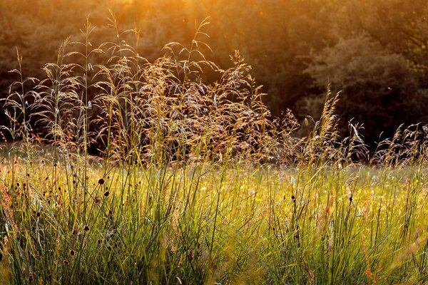 Campo di natura estiva al mattino