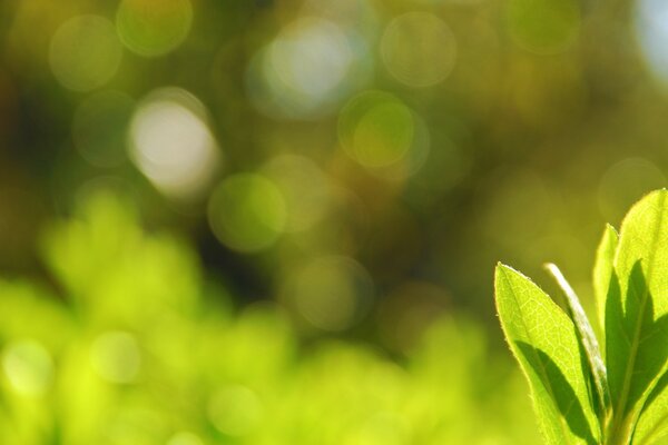 A beautiful leaf on a bright background