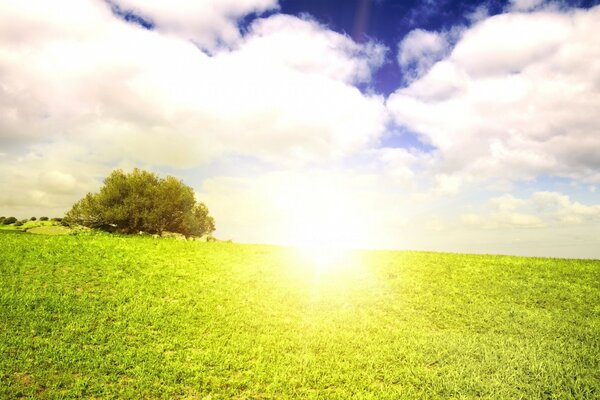 The midday sun illuminates a green field