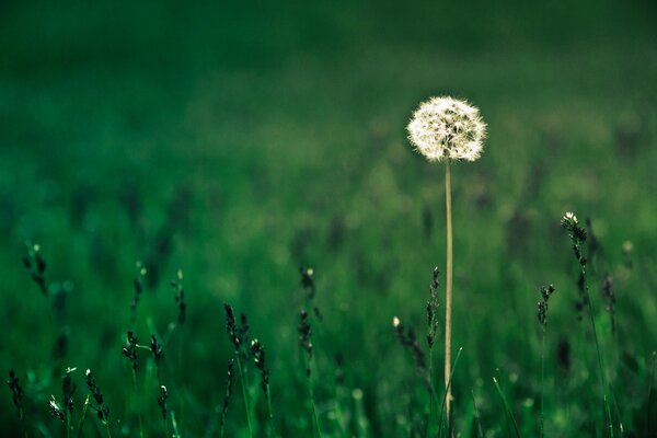 A lonely dandelion in a summer field